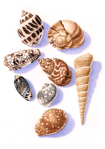 Shells Print