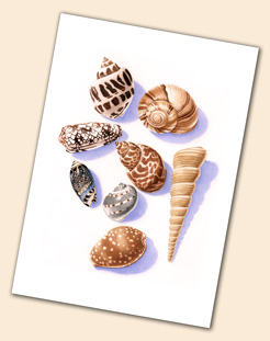 Shells greeting card